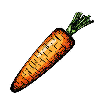 Carrot Icon. Hand Drawn Sketch Design. Vector Illustration.のイラスト素材