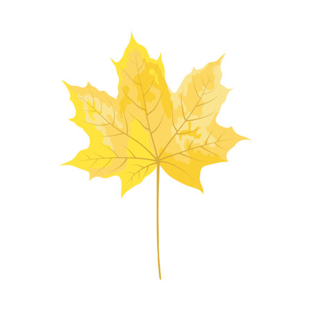 autumn maple leaf. leaf fall. vector illustration.のイラスト素材