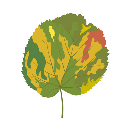 Autumn linden leaf. leaf fall. vector illustration.のイラスト素材