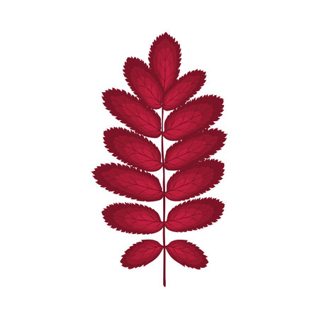 Autumn rowan leaf. leaf fall. vector illustration.のイラスト素材
