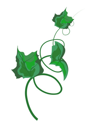 Pumpkin stem sprout cartoon isolated vector illustration on white background. Pumpkin sprout. Realistic pumpkin sprout illustration.のイラスト素材