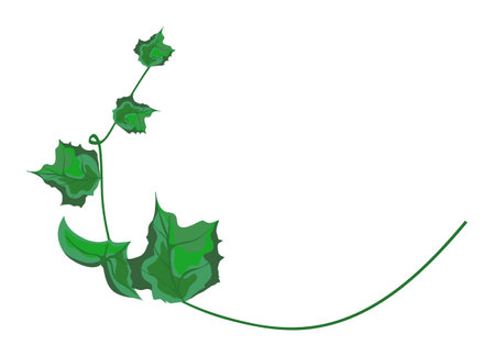 Pumpkin stem sprout cartoon isolated vector illustration on white background. Pumpkin sprout. Realistic pumpkin sprout illustration.のイラスト素材