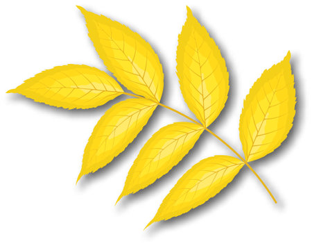 Autumn ash-tree leaf. Fall leaf with shadow. vector illustration.のイラスト素材
