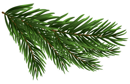 Christmas fir tree branch. Design element for the winter holidays, events, discounts, and sales. vector illustration.のイラスト素材