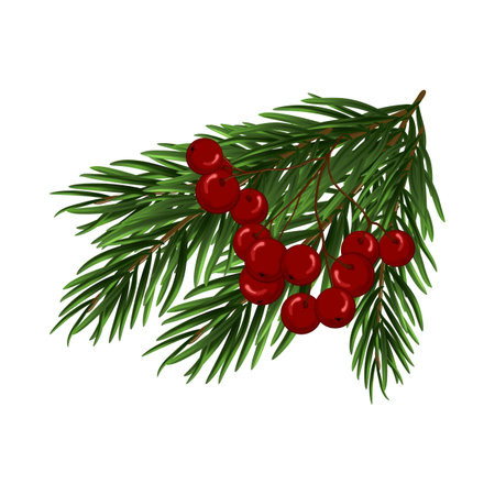 Christmas fir tree branch. Christmas tree branch with holly berries on a white background. Festive design for the winter holidays, events, discounts, and sales. Vector illustration.のイラスト素材