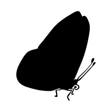 silhouette of a butterfly. Butterfly close-up detailed. Vector butterfly icon on white background.のイラスト素材