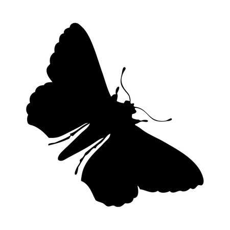 silhouette of moth. Moth close-up detailed. Vector moth icon on white background.のイラスト素材