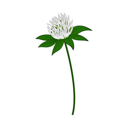Meadow clover flower. Beautiful flower for making summer and spring meadow designs. Vector illustration.のイラスト素材