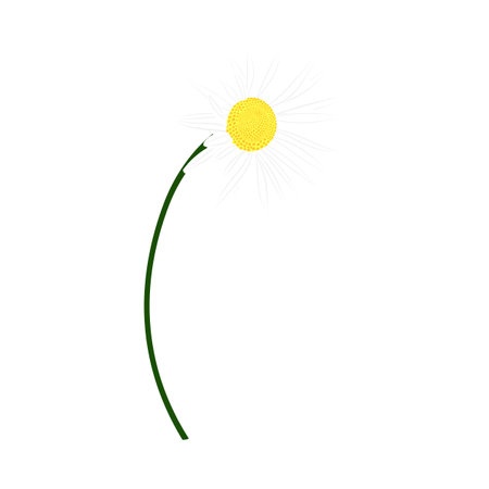 Meadow chamomile flower. Beautiful flower for making summer and spring meadow designs. Vector illustration.のイラスト素材