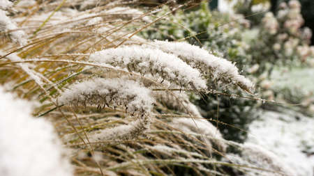Grasses in the snowの写真素材
