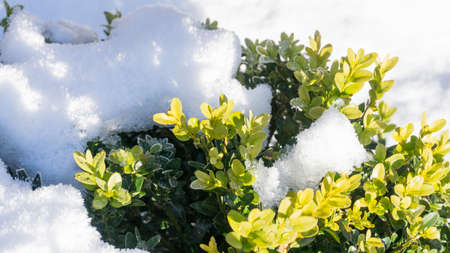 boxwood with snow at sunshineの写真素材