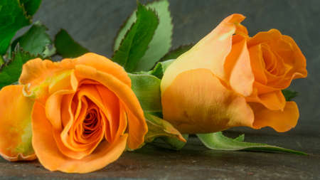 Orange roses on slate, backgroundの写真素材