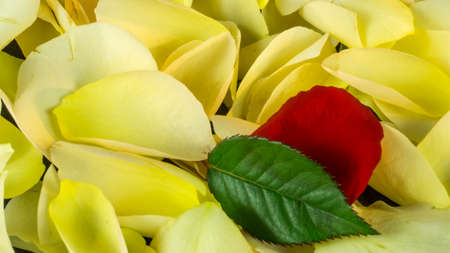 A background of yellow roses and red rosesの写真素材