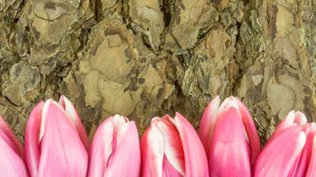 Tulips in pink on a background from pine bark