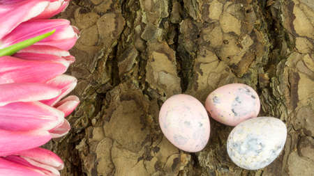 Tulips in pink with colored quail eggs on a background of pine bark