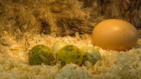 Colored quail eggs on a background of natural materials. Decoration to easterの写真素材