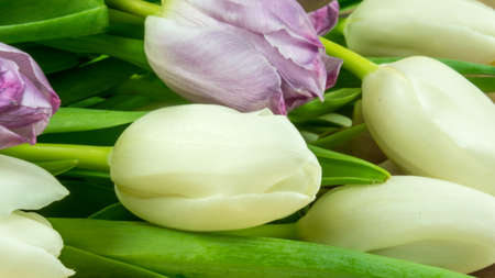 Tulips of different colors as a backgroundの写真素材
