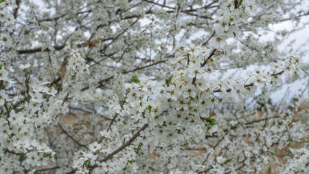 A tree with white flowers in spring