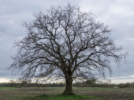 An oak tree without leaves on a field in springの写真素材