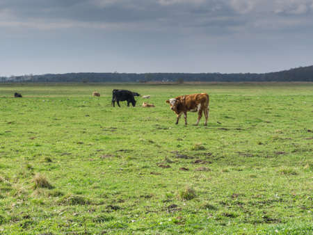 A cow on a meadow in springの写真素材