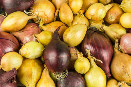 Many different onion varieties as backgroundの写真素材