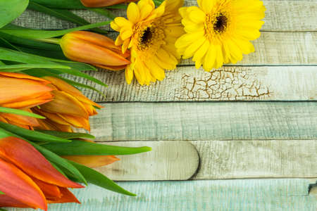 Colored tulips and gerbera flowers on a rustic wooden table as a backgroundの写真素材