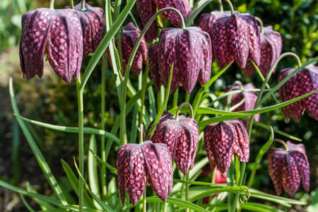 Pulsatilla vulgaris with green leaves in sunshineの写真素材