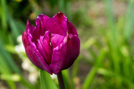 Red tulips with green leaves in sunshineの写真素材