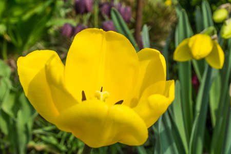 Yellow tulips with green leaves in sunshineの写真素材