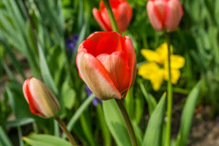Red tulips with green leaves in sunshineの写真素材