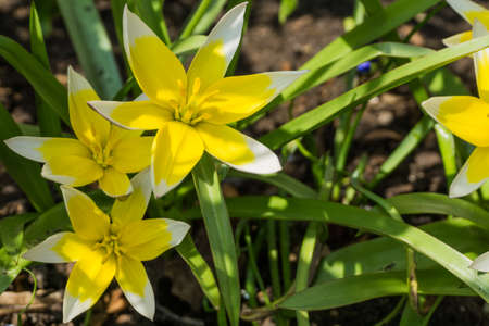 Yellow tulips with green leaves in sunshineの写真素材