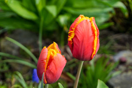 Colored tulips with green leaves at sunshineの写真素材
