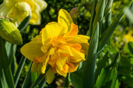 Double daffodils with green leaves at sunshineの写真素材