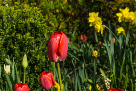 Colored tulips with green leaves at sunshineの写真素材