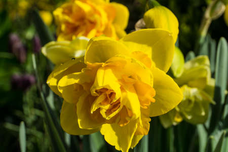 Double daffodils with green leaves at sunshineの写真素材