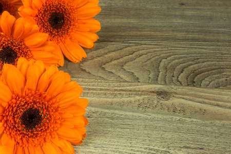 Colored gerbera flowers on a rustic wooden table as a backgroundの写真素材