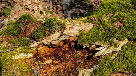 Natural background - old wood with mossの写真素材