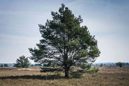 Nature conservation area with many trees and blue skyの写真素材