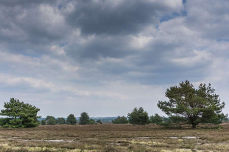 Nature conservation area with many trees and blue skyの写真素材