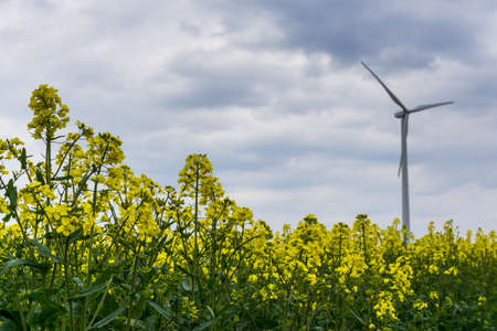 Rape field in full bloom with wind wheelの写真素材