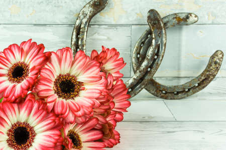 Gerbera in two colors with horseshoe on a rustic wooden backgroundの写真素材