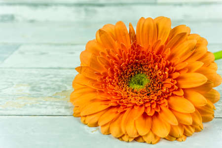 Orange blossom on a background of rustic white woodの写真素材