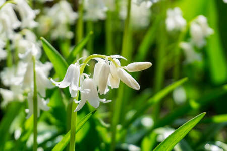 Lily of the valley with green leaves in the sunshineの写真素材