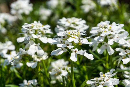 White flowers with green leaves in sunshineの写真素材
