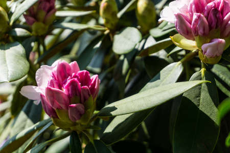 Rhododendron with red flowers and green leaves in sunshineの写真素材