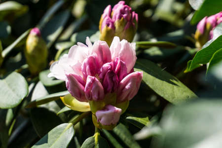 Rhododendron with red flowers and green leaves in sunshineの写真素材