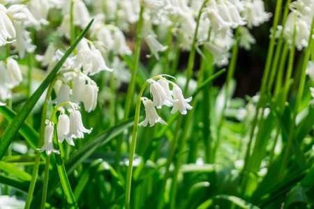 Lily of the valley with green leaves in the sunshineの写真素材
