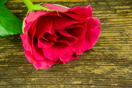 Red roses on a rustic wooden tableの写真素材