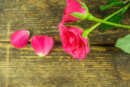 Red roses on a rustic wooden tableの写真素材