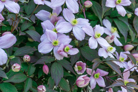 Clematis blossoms with green leaves at sunshineの写真素材
